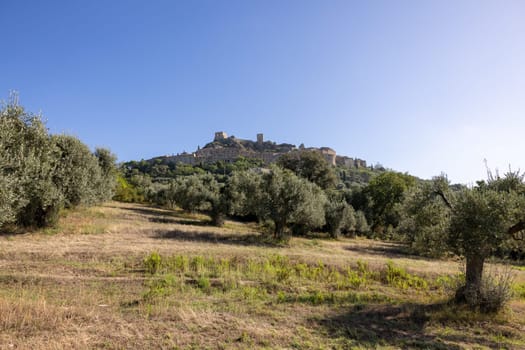 Old olive groves on a hillside in Montemassi in the province of Grosseto. Tuscany. Italy