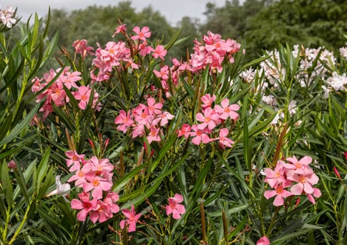 Beautiful small Oleander flowers. a poisonous evergreen  shrub that is widely grown in warm countries for its clusters of white, pink, or red flowers.