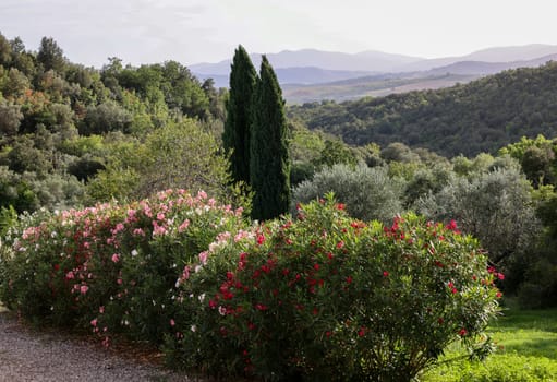 Old olive groves and oleander bushes on a hillside in Montemassi in the province of Grosseto. Tuscany. Italy