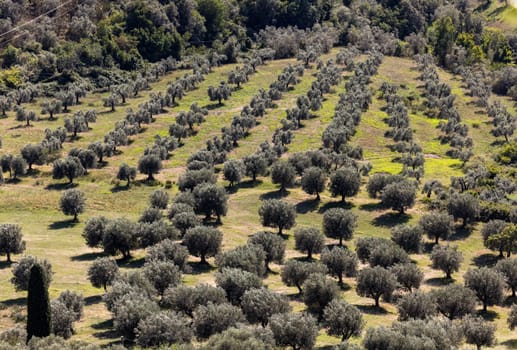 Farmland and olive groves around Montemassi in the province of Grosseto. Italy