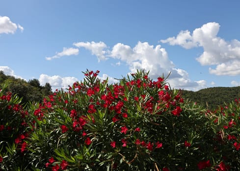 Beautiful small Oleander flowers. a poisonous evergreen  shrub that is widely grown in warm countries for its clusters of white, pink, or red flowers.
