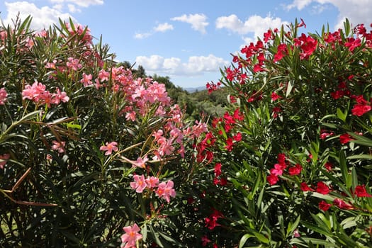Beautiful small Oleander flowers. a poisonous evergreen  shrub that is widely grown in warm countries for its clusters of white, pink, or red flowers.