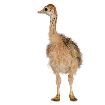 Ostrich Chick in front of a white background