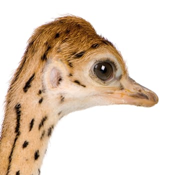 Ostrich Chick in front of a white background