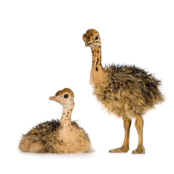 Ostrich Chick in front of a white background