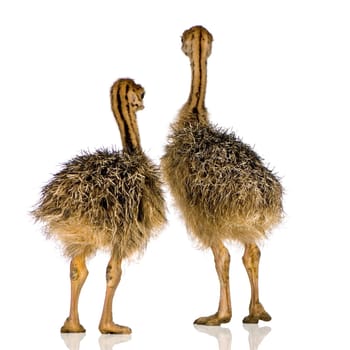 Ostrich Chick in front of a white background