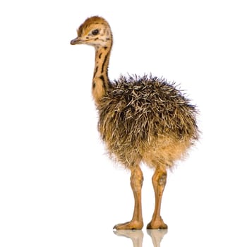 Ostrich Chick in front of a white background