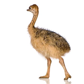 Ostrich Chick in front of a white background