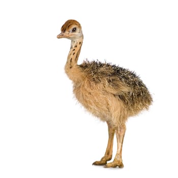 Ostrich Chick in front of a white background