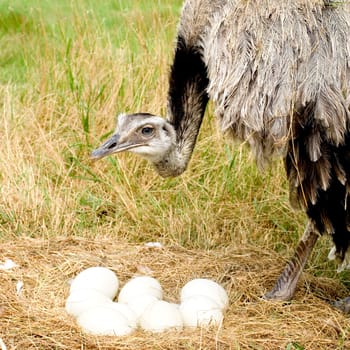 Ostrich Chick in front of a white background