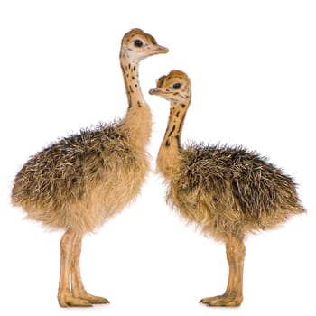Ostrich Chick in front of a white background