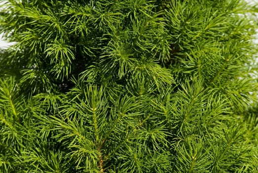 Fresh young spruce branch