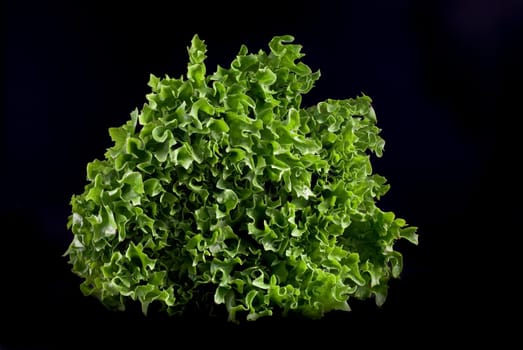 Fresh lettuce on a black background