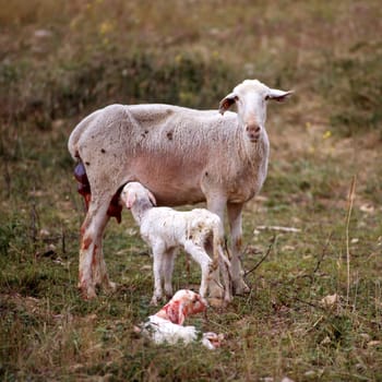 Sheep and her new born lamb
