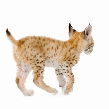 Lynx cub in front of a white background