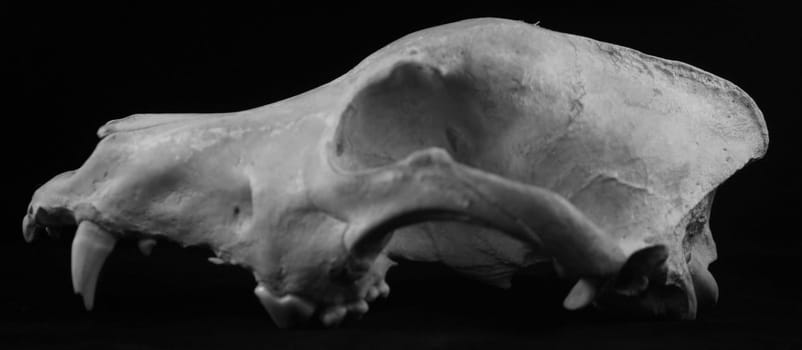 animal skull wolf dog coyote bones isolated died teeth fossil death age