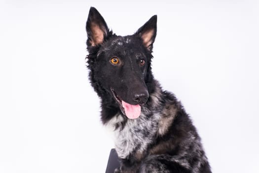 Mudi shepherd in front of a brick and white background