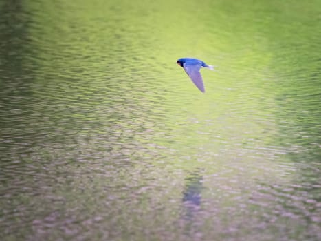 Barn swallow (Hirundo rustica) in flight over the lake