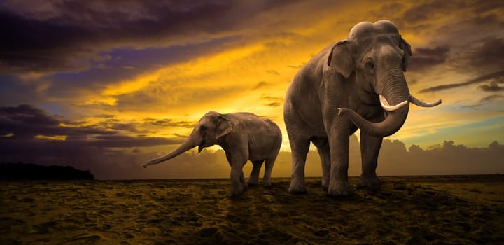 elephants family on sunset