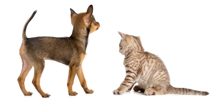 puppy and kitten rear or back view isolated on white