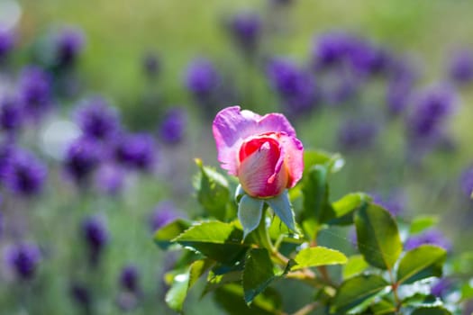 pink rose in a garden - abstract background