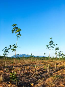 Rubber tree, latex rubber plantation and tree rubber with sunbeam in southern Thailand