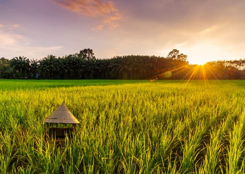 Rice field with sunrise or sunset and sunbeam flare over the sun in cloud sky twilight light