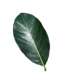 Tropical green leaf isolated on white background, Leaf from natural tropical forest