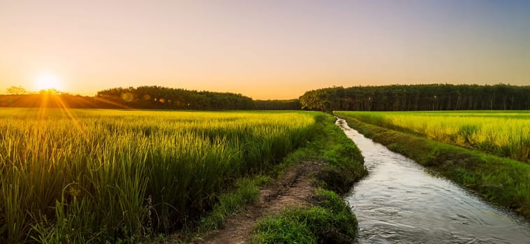 Rice field with sunrise or sunset and flare over the sun in moning light, Panorama, Ai Generate