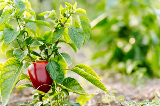The fruit of ripe red bell pepper on a bush in the garden.