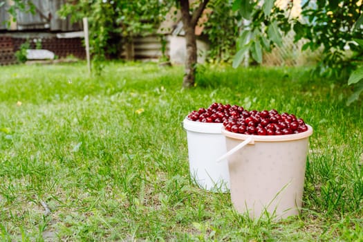 Buckets of freshly picked cherries in a rural garden.