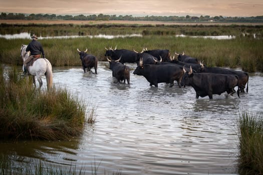 Cowboy carrying a long cattle prod near a herd of bulls, Camargue, France