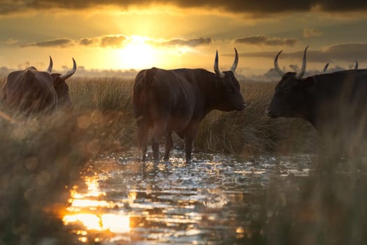 Group of bulls in the sun of Camargue, France