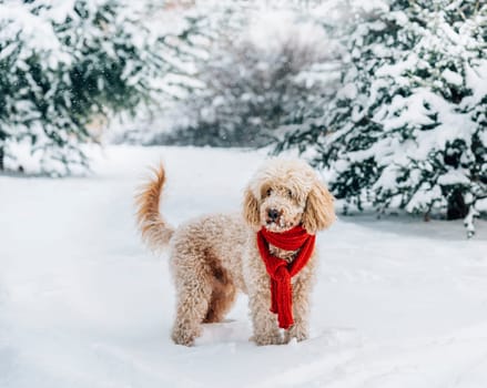 Cute and funny little dog with red scarf playing in the snow. Happy puddle puppy having fun with snowflakes. Outdoor winter holidays happiness. Christmas and New year concept.