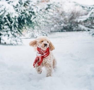 Cute and funny little dog with red scarf playing in the snow. Happy puddle puppy having fun with snowflakes. Outdoor winter holidays happiness. Christmas and New year concept.