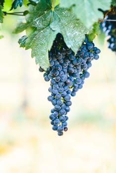 Closeup of fresh purple grape on branch in vineyard. Grapevine growing and wine production on countryside farm.