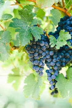 Closeup of fresh purple grape on branch in vineyard. Grapevine growing and wine production on countryside farm.