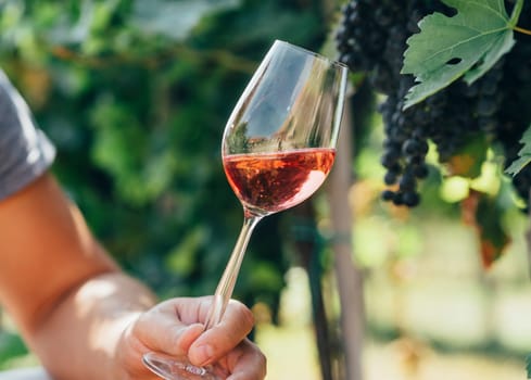 Man holding glass of red wine in vineyard field. Wine tasting in outdoor winery. Grape production and wine making concept.