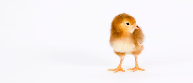 A chick  just days old stands on white