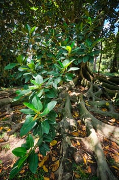 Exotic tree Ficus macrophylla Australian banyan fig tree trunk and buttress roots close up