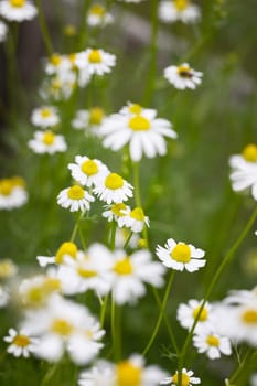 Chamomile flowers outdoors in garden vertical orientation
