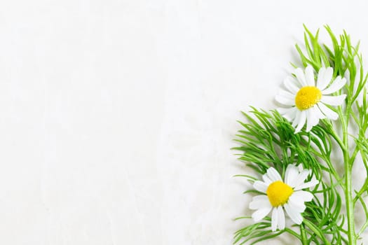 Fresh bright chamomile flowers on light marble surface with copy space.