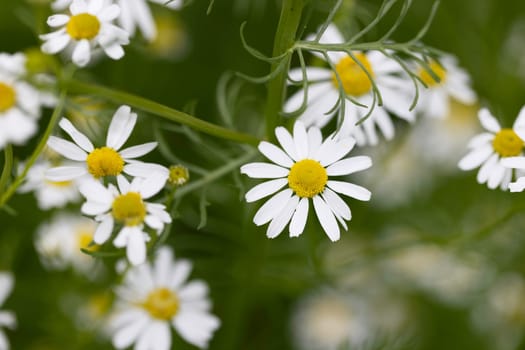 Chamomile flowers outdoors in garden Horizontal orientation.