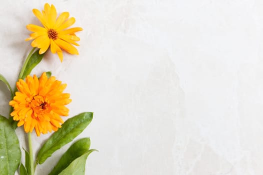 Two orange calendula flowers on a marble surface.