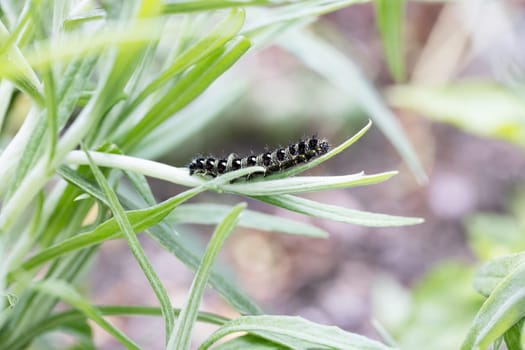 Painted lady catepillar on pearly everlasting leaf.