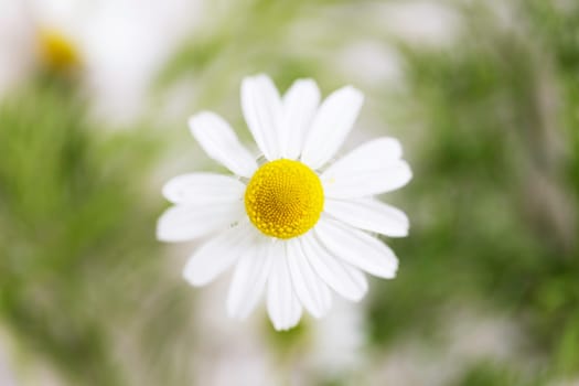 Chamomile flowers outdoors in garden.