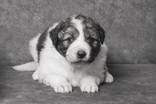Front view animal portrait of cute little Bosnian sheperd puppy.