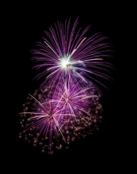 Beautiful pink fireworks display isolated on black background for celebration and anniversary