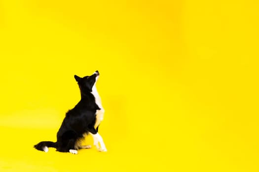 Happy black dog border collie portrait on a yellow and red background