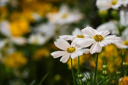White cosmos flower bloom with blurry yellow flower garden background